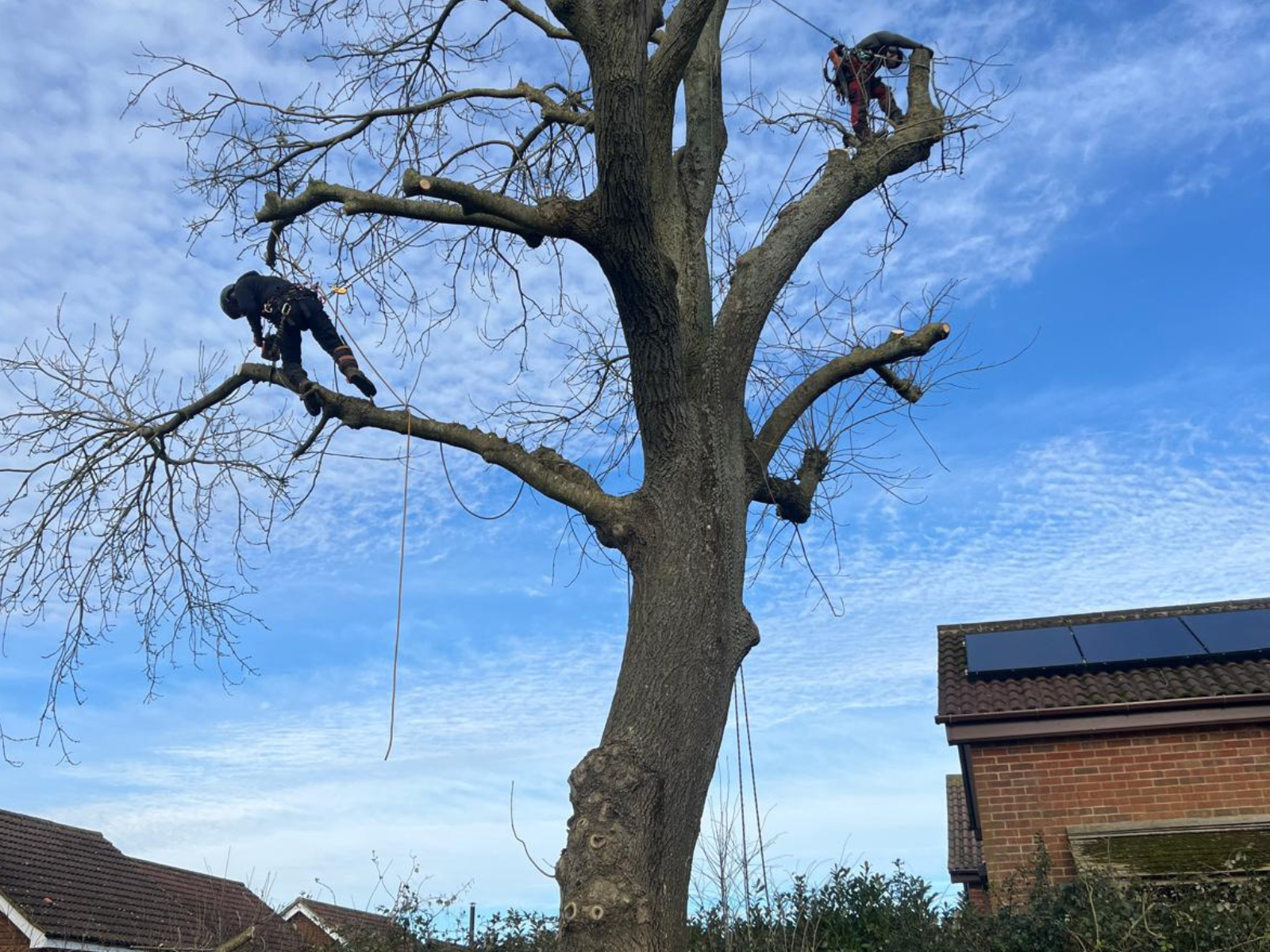 Deadwood Removal for Tree Safety