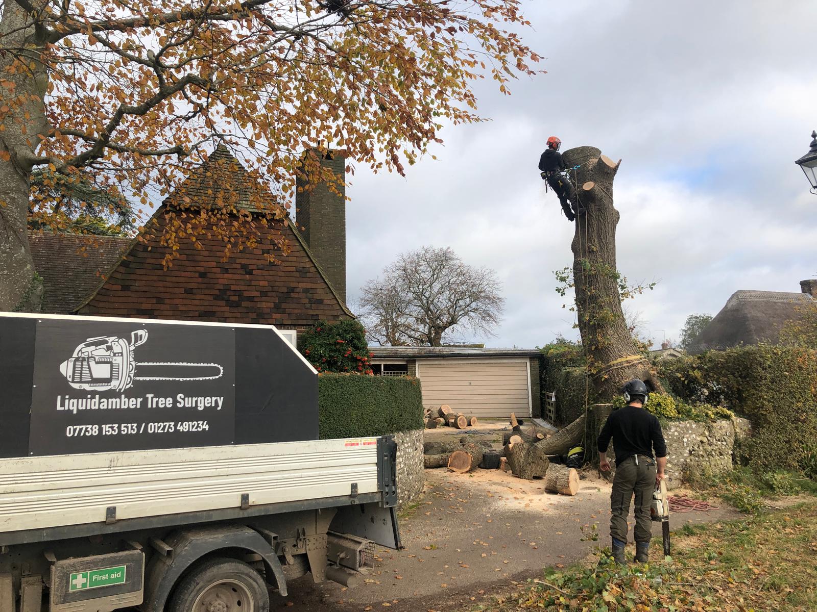 Professional Tree Removal & Felling in Sussex